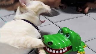 ПРИКОЛЫ С ЖИВОТНЫМИ ДО СЛЕЗ / Смешные КОТЫ 2022 / Приколы с КОТАМИ / Funny ANIMALS video