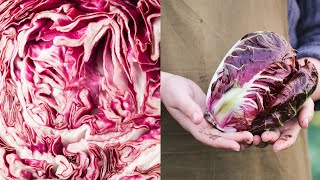 Coltivare il radicchio