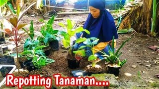 Repotting Tanaman | aneka tanaman hias murah | tanaman hias murah