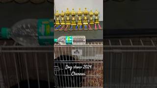 Dog show 2024 @Chennai | Schnauzer's winning trophies and Medals | #Shorts