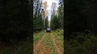 С ветерком по лесу на ниве #2024 #automobile #offroad #forest #summer #adventure #природа #авто #лес