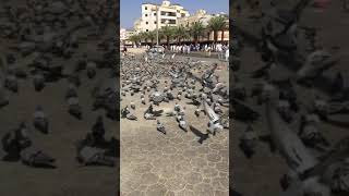 Makkah pak k Kabootar the pigeons of Makkah