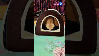 Mia Ke Liye Naya Tent 🎪 #cat #mia #catmia #catlover #cute #cutecat #ytshorts