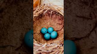 Incubating egg by small bird.  #birds #hatching