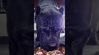 Hungry Beast.. #doglover #canecorso #canecorsoitaliano #canecorsolovers #canecors