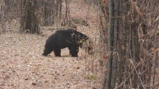 Sloth Bear at Tadoba- March 2021