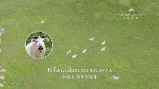 #AmazingChina: A Cow or An Antelope?