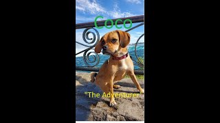 The Adventures of Coco in Niagara Falls Canada