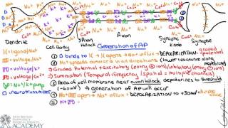 Generation of Action Potential