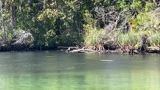 Manatees Homosassa Springs