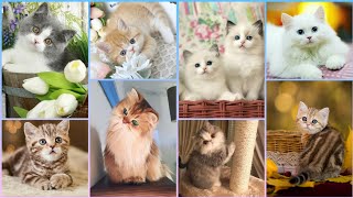 Dpz Cute Cats Wallpapers dp ❤ / CuteCats Dp / Beautifull cats Photos Collections for dpz