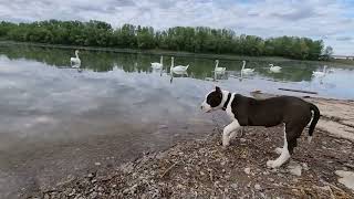 Amstaff Ozzy and Swans