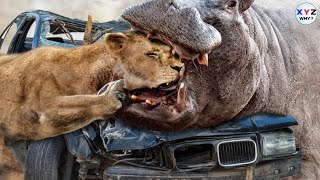 Angry Hippo Crushes Lion's Head And Show It Who Is The Strongest Ruler | XYZ WHY?