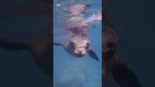 Sea lions are dogs of the ocean!