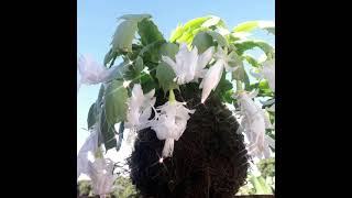 Linda kokedama flor de maio