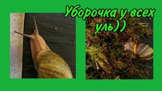 Уборка у всех улиточек🐌🐌