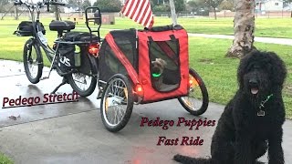 Pedego Puppies Fun Ride