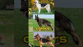 This Is What All The German Shepherd Colors Mean