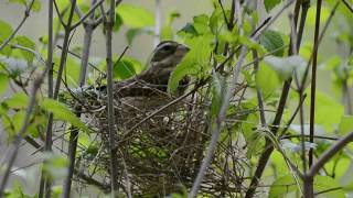 Rose-breasted grosbeak building a nest.