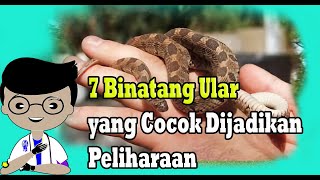 7 Binatang Ular yang Cocok Dijadikan Peliharaan