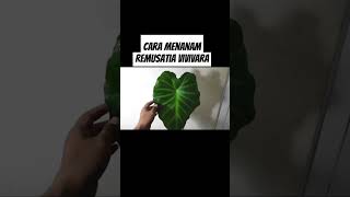 Cara menanam remusatia vivi vara #pupukorganikterbaik #pupukterbaik