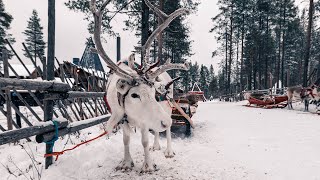 Sled ride with reindeer Lumi at Santa Claus Reindeer Farm Rovaniemi Lapland Finland