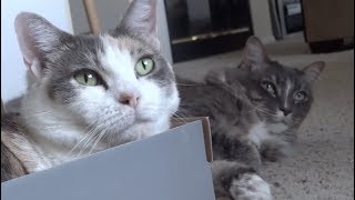 Cats and boxes - The ultimate kitty compilation and marathon!