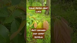 Daun paten obat luka