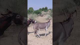 #animals #donkey #youtubeshorts #shorts #shortsfeed