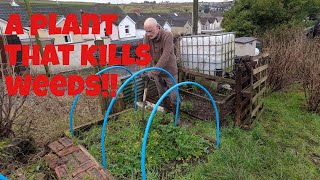 Seasons collide | A plant that Kills Weeds | Allotments For Fun and Food