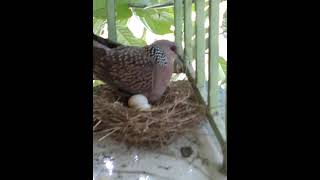 Birds with eggs/ Pakh o pakhir dim | Indian Birds