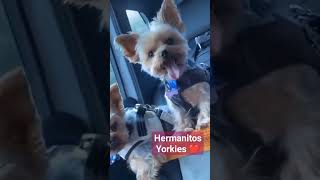 Hermanitos Yorkies ❤️   #amigopet #amigos #yorkie #yorkshireterrier #shortvideo #video #videos #dogs