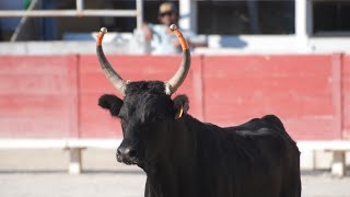 Course camarguaise aux arènes d'Arles - 19/07/2021