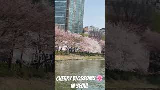 Cherry blossoms in Seoul #seoul #southkorea #cherryblossom