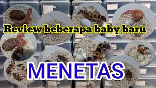 REVIEW BABY GECKO BARU MENATAS DAN STREK BABY GECKO VS JANGKRIK.