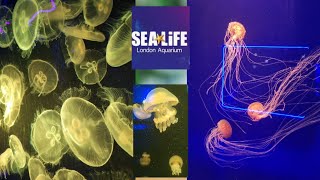 Sea life London Aquarium Jelly fish