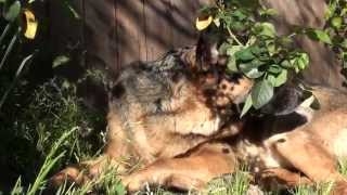 German Shepherd - SONY HDR-CX150 - Full HD Test 02