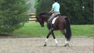 Altairs Luck/Dressage