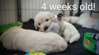 4 week old golden retriever puppies (The Sweet Litter)