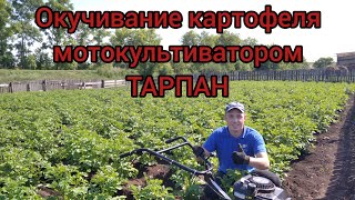 Окучивание картофеля мотокультиватором ТАРПАН