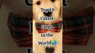 Top 10 cutest dog in theworld #shots #dog