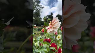 Bumblebees Foraging for Pollen and Nectar #bees #nectar #pollen