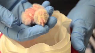 Wrapped in cuteness: Barn Owl Hatchling