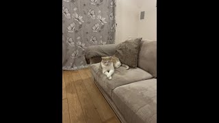 Jaw dropping reactions from kitten *must see* …….. #cutecat #funnycats #catlover #pets #cats