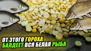 Как ПРАВИЛЬНО приготовить ГОРОХ ДЛЯ РЫБАЛКИ? Всё, что нужно знать про ПРИКОРМОЧНЫЙ ГОРОХ для РЫБАЛКИ