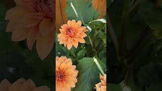 #dahlia #flowers #plants #garden #gardening #shortvideo #shorts #short #usa #indian