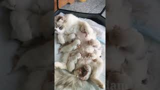 Mother is always Great ❤️❤️ !! Cat Family !! Pets Adam !! #Shorts