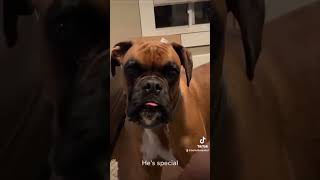 These dogs antics are proof that laughter truly is the best medicine 🐕😂#shorts #funny #viral #dog