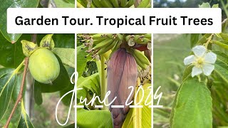 Tour of our garden. Tropical  Fruit Trees.  What’s blooming Fruiting today! June 2024