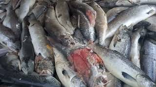 Video Nasty: RSPCA Assured Scottish Salmon - freshly dead from Loch Broom (Wester Ross/Mowi)